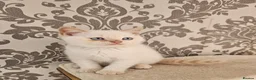 British Shorthair cats for sale: Blue eyes Flame Point British Shorthair kitten in Oldbury - Advert 8
