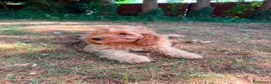 Cavapoo 7