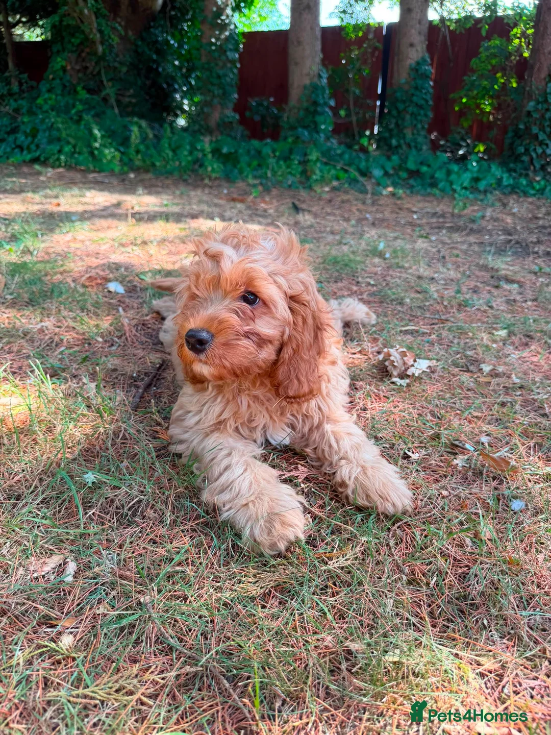 Cavapoo dogs for sale: Cavapoo puppies for sale f1 - Advert 12