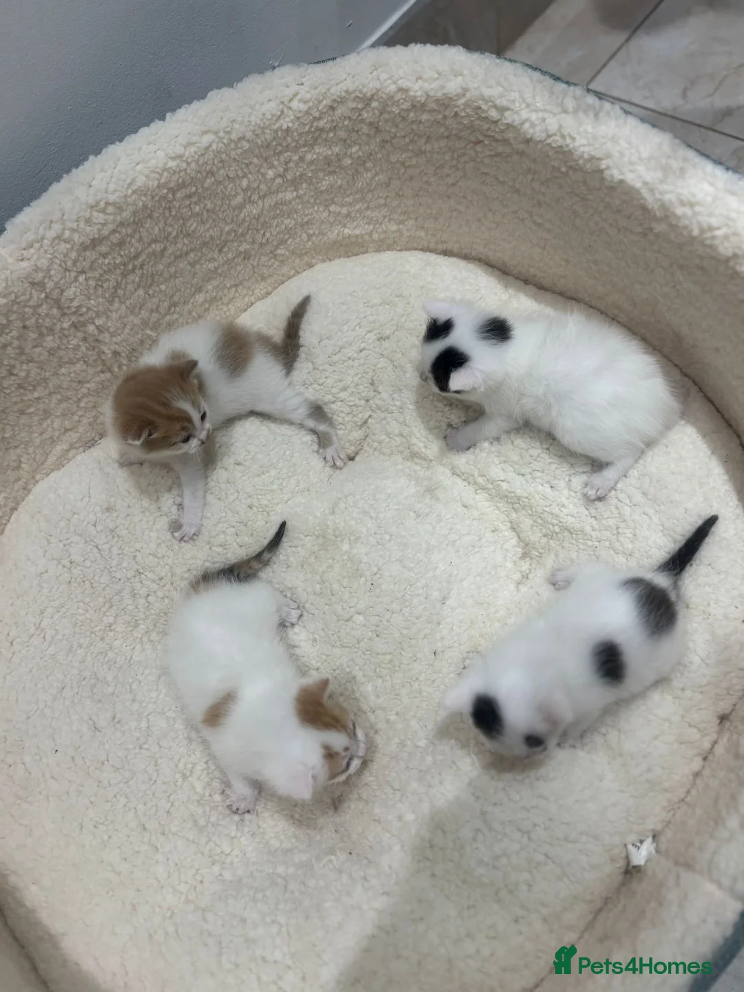 Mixed Breed cats for sale: Kittens for sale  - Advert 1