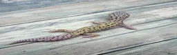 Leopard Gecko reptiles for sale: Reptile rack and breeding groups available  - Advert 7