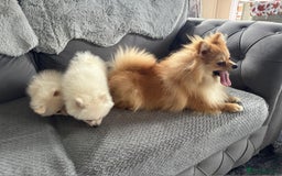Pomeranian dogs for sale: Pomeranian puppies  - Image 3