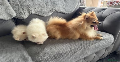 Pomeranian dogs - Advert 16