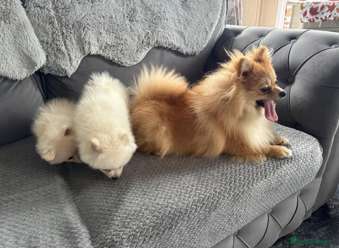 Pomeranian dogs for sale: Pomeranian puppies  - Image 3