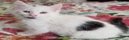 Domestic Shorthair cats for sale: Black and white domestic shorthair kittens - Advert 6