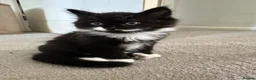 Mixed Breed cats for sale: 3 beautiful babies looking for a forever home  - Advert 10