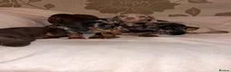 Miniature Dachshund dogs for sale: Miniature dashaund puppy’s ready now  - Advert 10