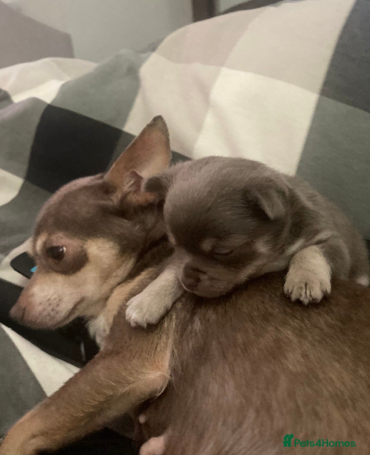 Chihuahua dogs Long haired chihuahua pup boy not a girl 🐶 - Advert 2