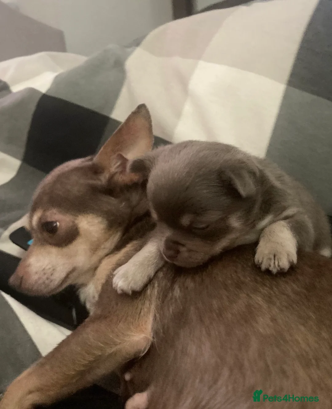 Chihuahua dogs for sale: Long haired chihuahua pup 🐶 - Advert 2