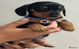 Miniature Dachshund dogs for sale: Beautiful smooth haired miniature dachshunds - Image 17