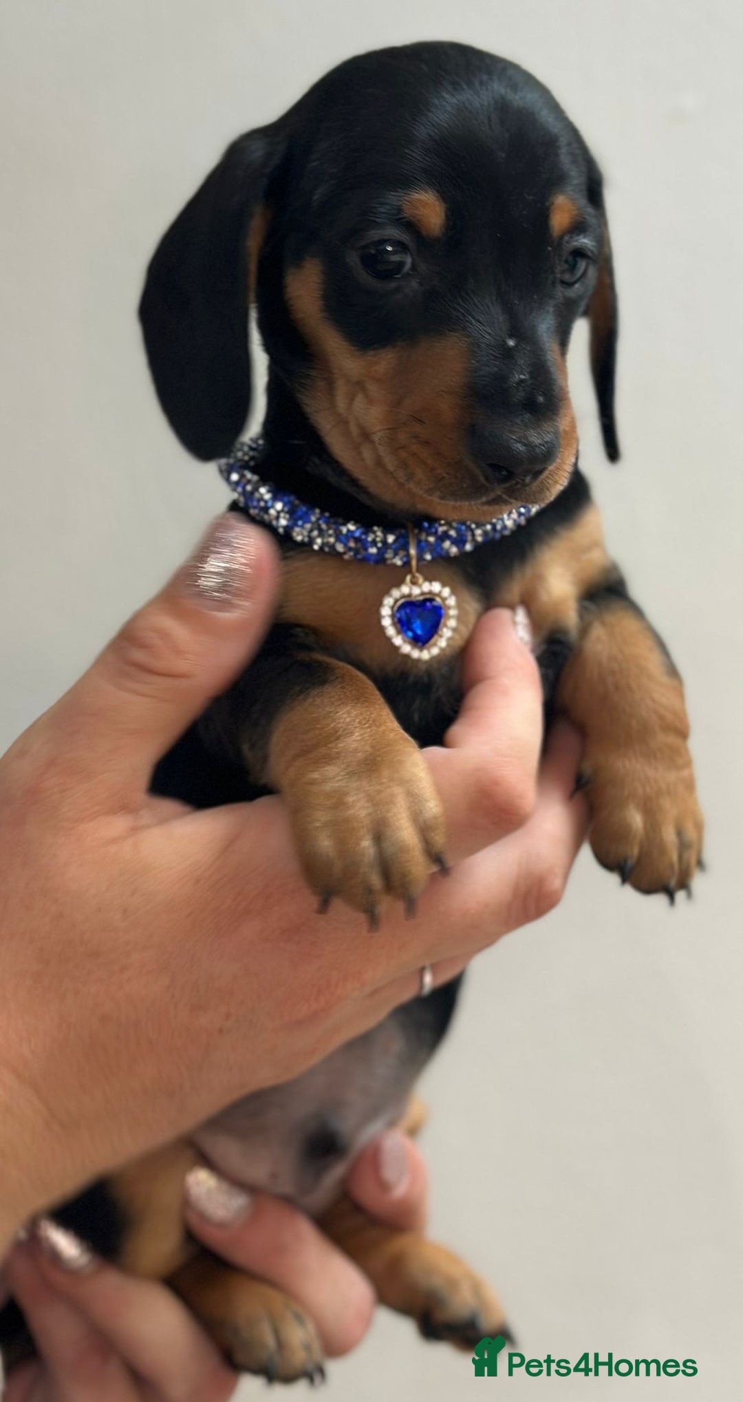 Miniature Dachshund dogs for sale: Beautiful smooth haired miniature dachshunds - Image 17