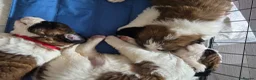 Saint Bernard dogs for sale: Saint Bernard puppies for sale in Leicester - Advert 6