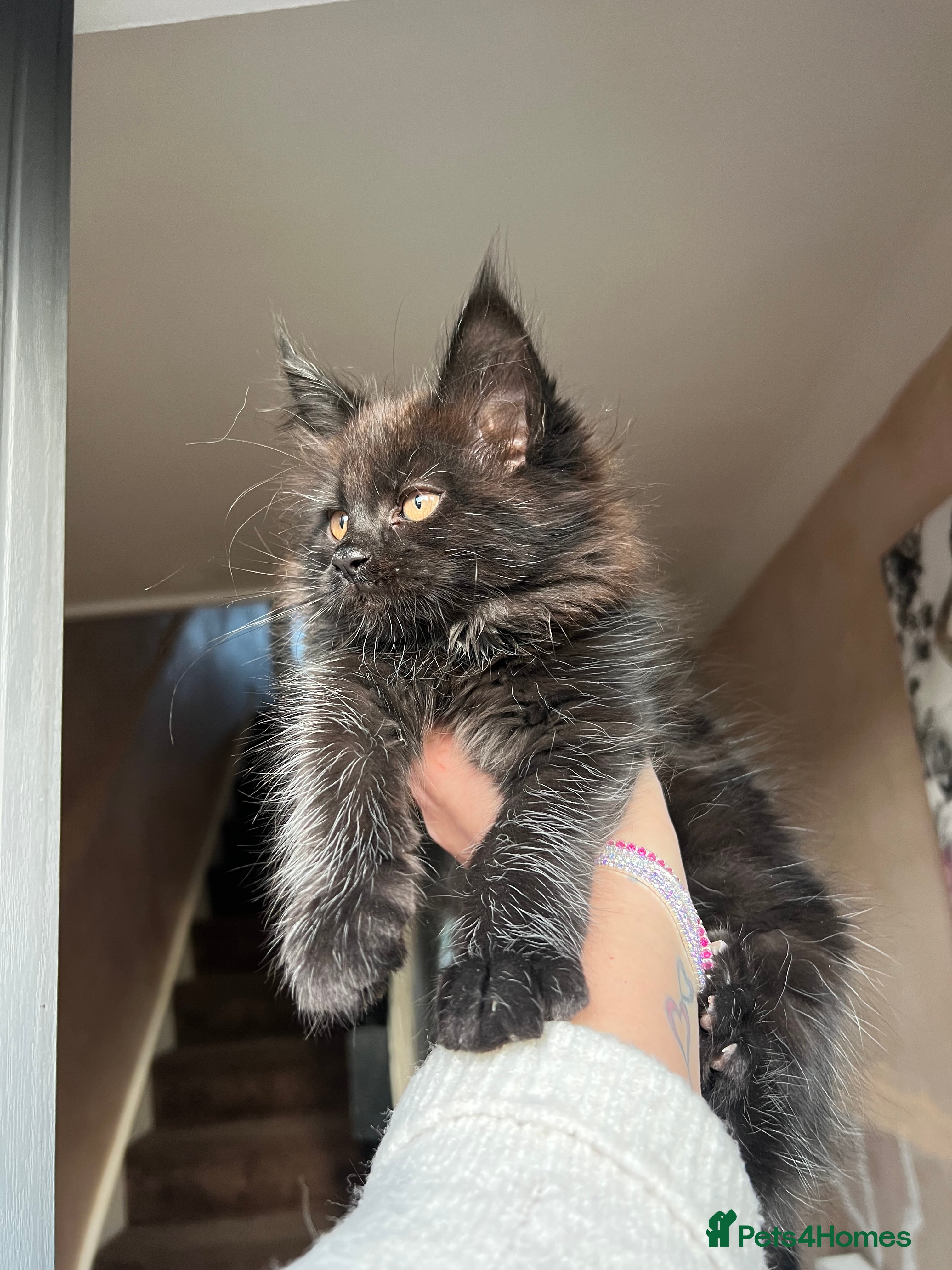 Maine Coon cats Maine coon kittens chocolate and blue girl left  - Advert 1