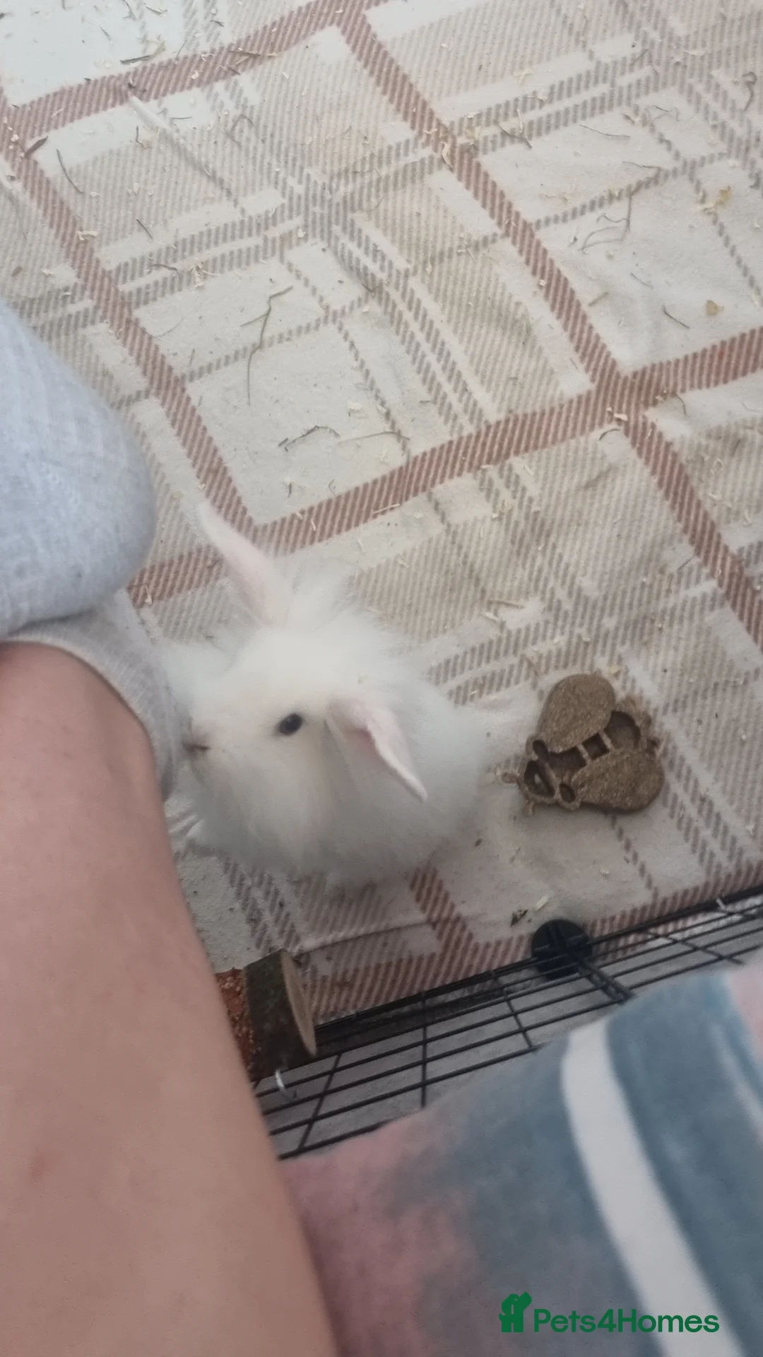 Mini Lion Lop rabbits for sale: Male lionlop - Advert 2