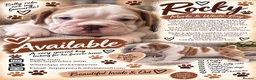 Olde English Bulldogge dogs for sale: GORGEOUS OLDE ENGLISH BULLDOGGE PUPPIES - Advert 9