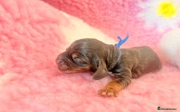 Cocker Spaniel dogs for sale: Stunning litter of show cocker spaniels  - Image 18