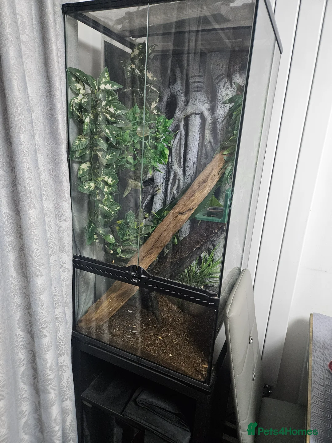 Gecko reptiles for sale: Created gecko for sale  - Advert 3