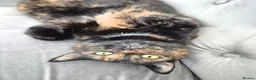 Mixed Breed cats for sale: 5 females for sale - Advert 6