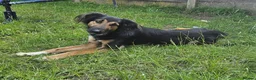 Mixed Breed dogs for sale: Rambo is in need of a new home  in Manchester - Advert 4
