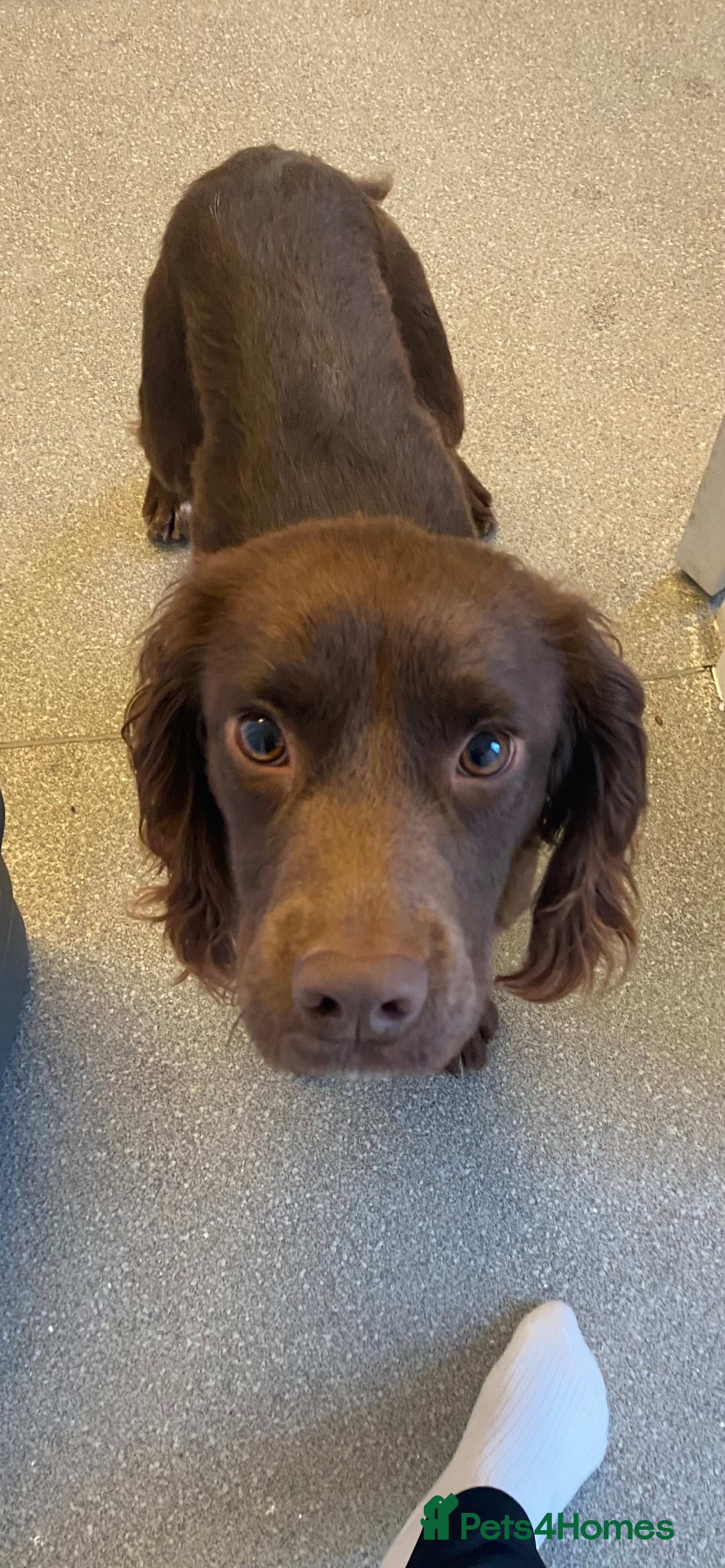 Cocker Spaniel dogs Beautiful spaniel boy - Advert 2