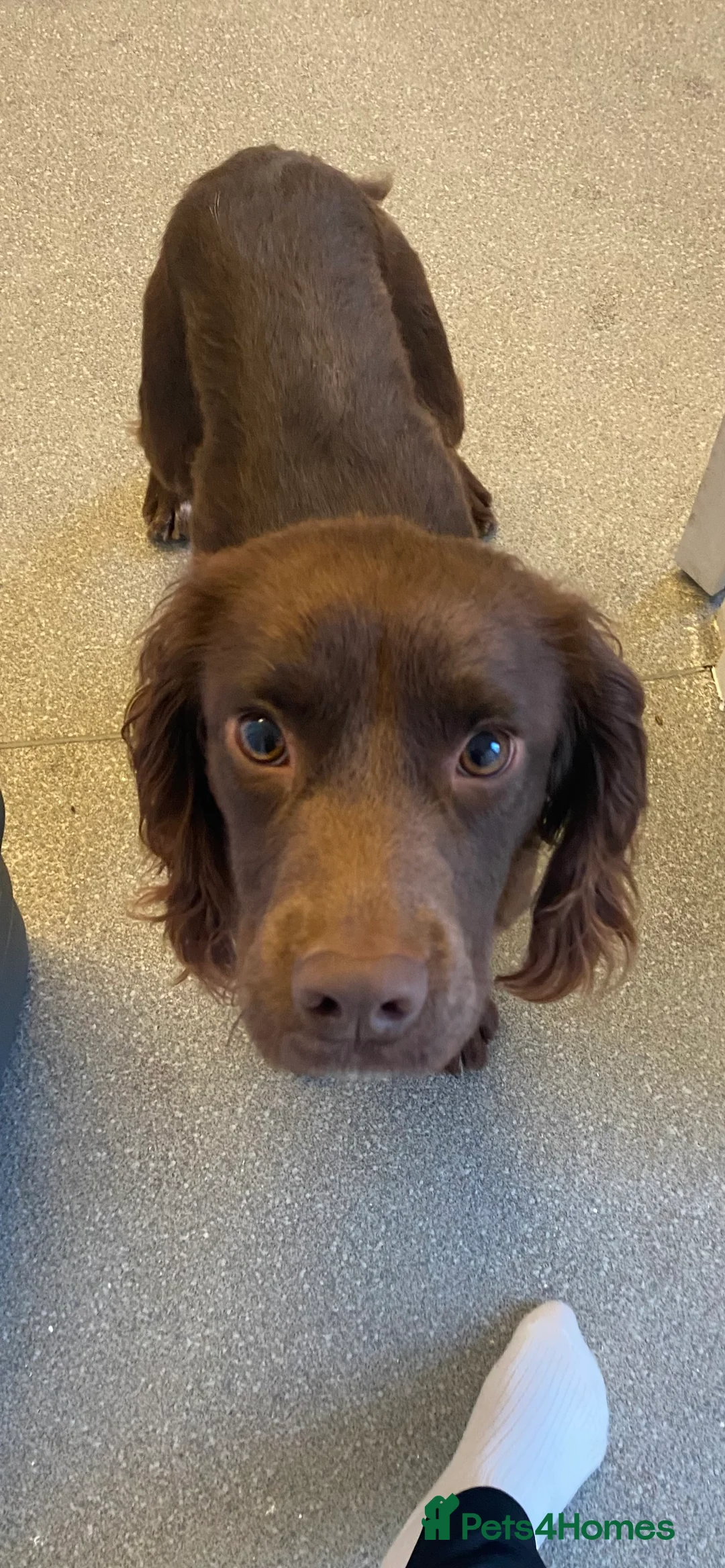 Cocker Spaniel dogs for sale: Beautiful spaniel boy - Advert 1