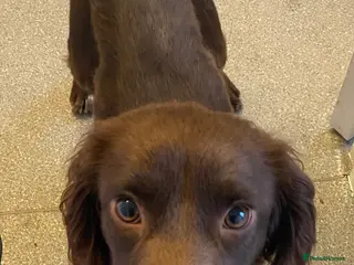 Cocker Spaniel dogs Beautiful spaniel boy - Advert 3