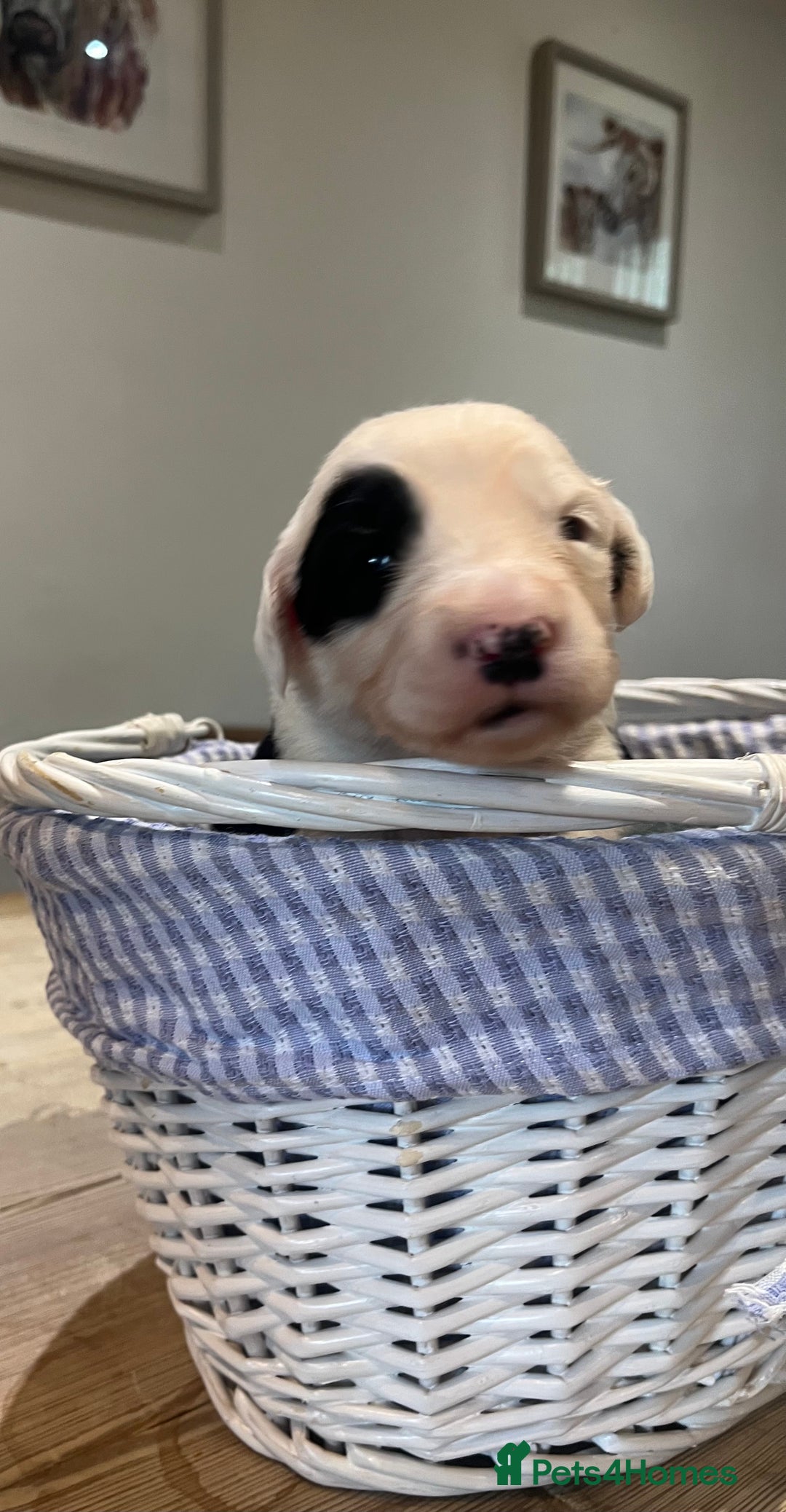 Old English Sheepdog dogs for sale: Pure old English sheepdog pups - Image 11