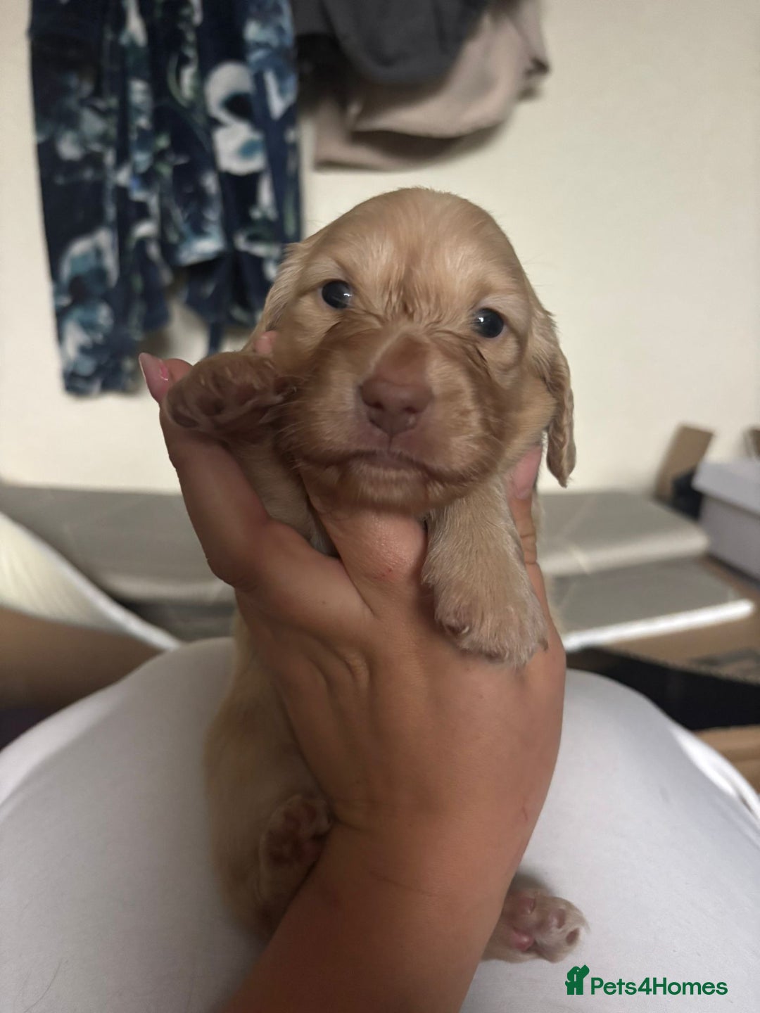 Miniature Dachshund dogs for stud: Stunning L/H mini cream X2 intensity KCreg proven  - Advert 10