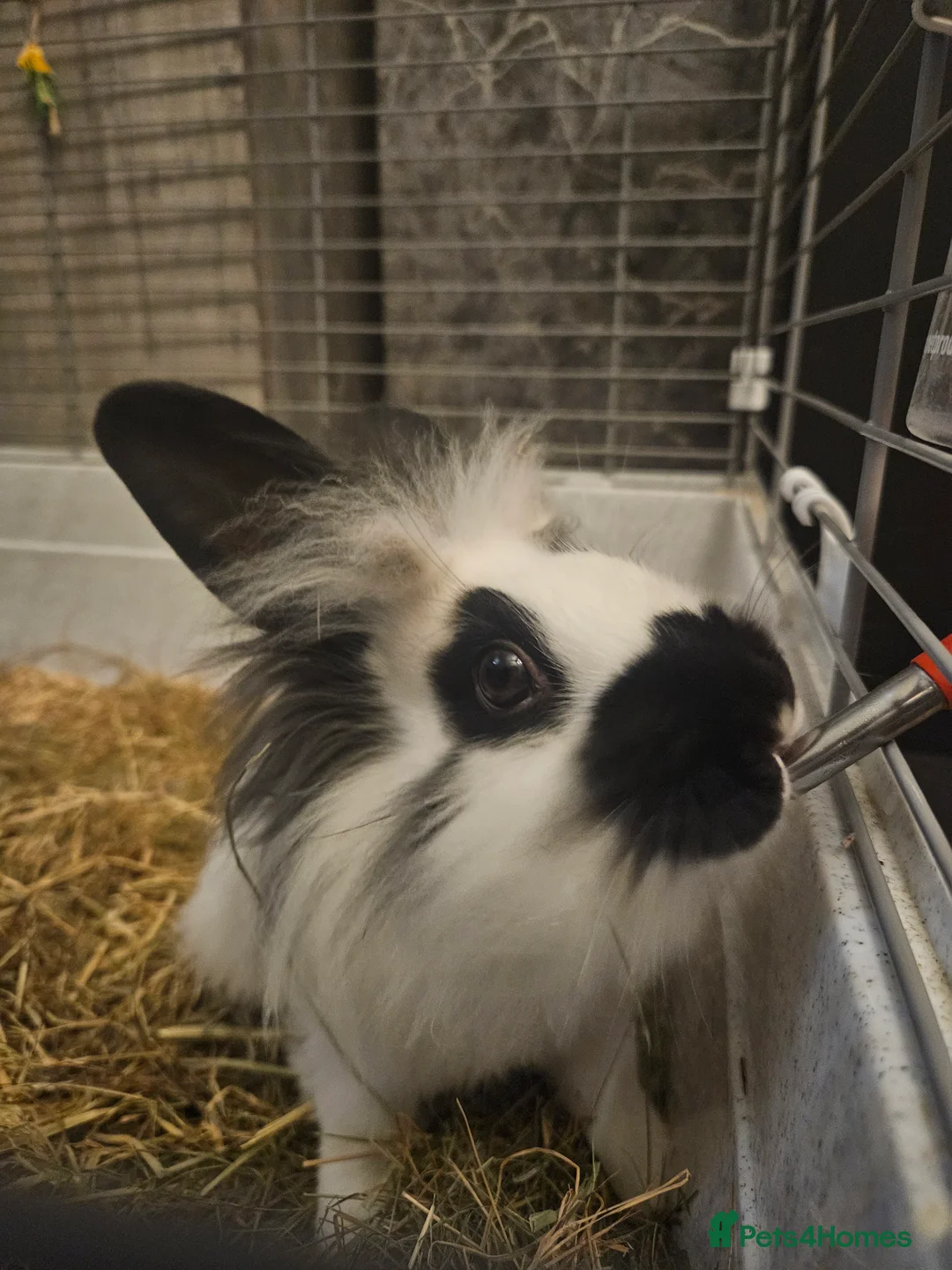 Lionhead rabbits for sale: Lion head last 3 left - Advert 1