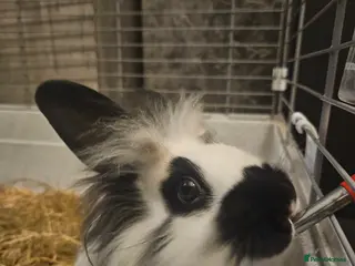 Lionhead rabbits Lion head last 3 left - Advert 1