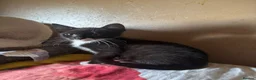 Oriental cats for sale: Tortie oriental females and one male £350 - Advert 6