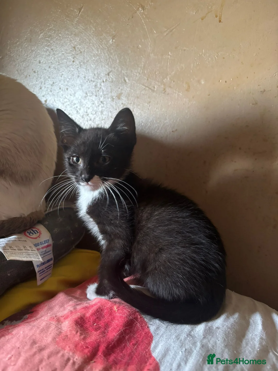 Oriental cats for sale: Tortie oriental females and one male £350 - Advert 6