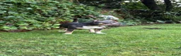 American Bully dogs for sale: Zena pocket bully  in Southport - Advert 4