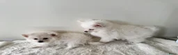 Pomeranian dogs for sale: Fluffy pomeranian puppies in London - Advert 3