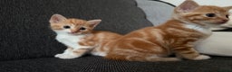 Domestic Shorthair cats for sale: Orage Kittens - Advert 7