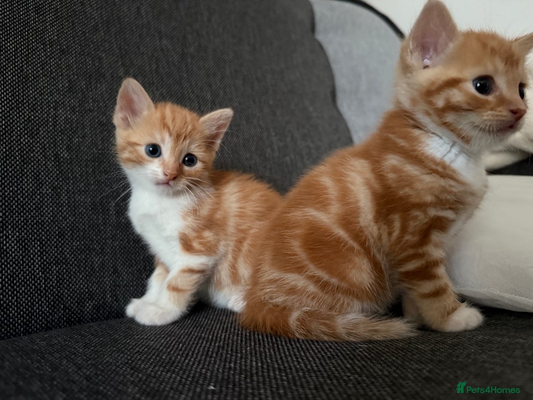 Domestic Shorthair cats for sale: Orage Kittens - Advert 7