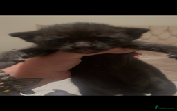 Sphynx cats for sale: Beautiful Sphynx cross orinetal kittens  - Advert 23