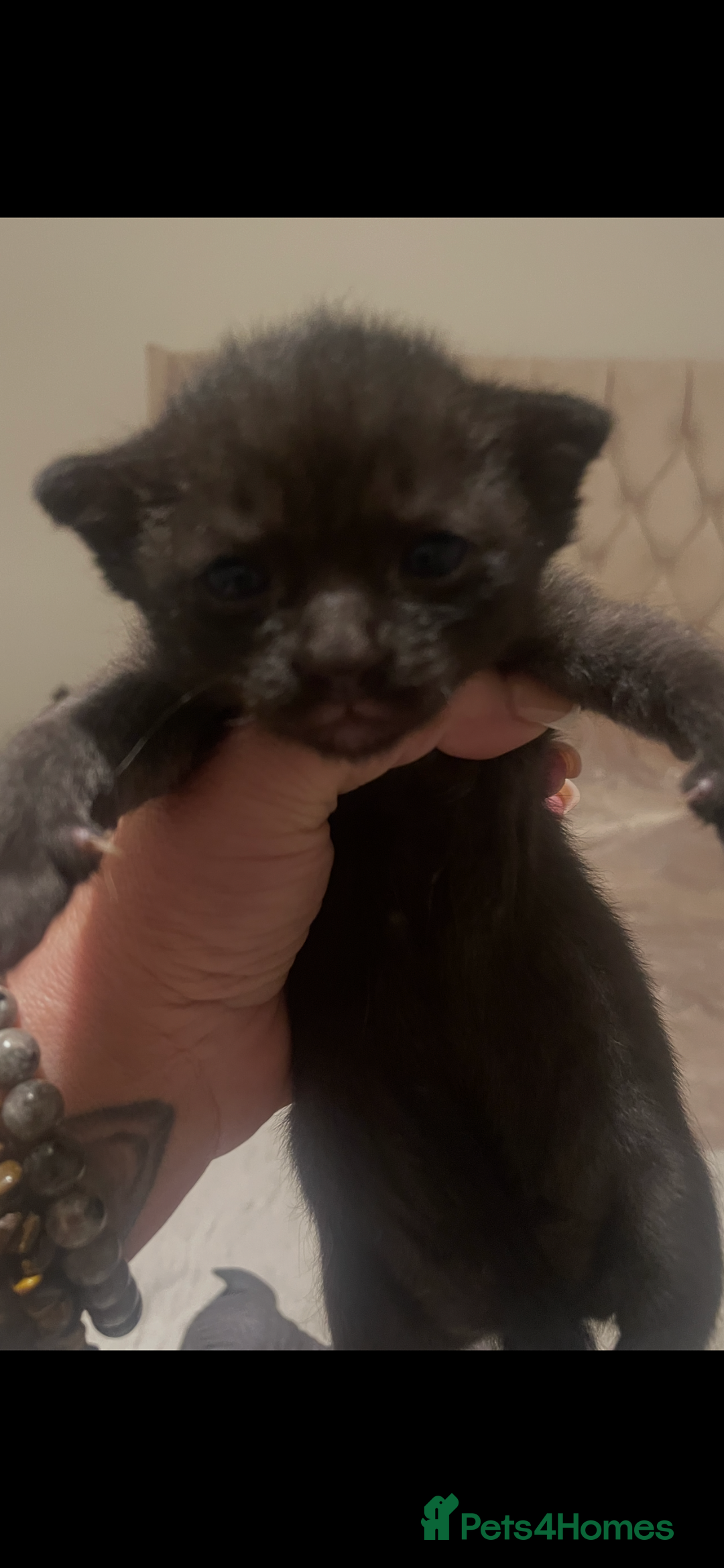 Sphynx cats for sale: Beautiful Sphynx cross orinetal kittens  - Advert 23