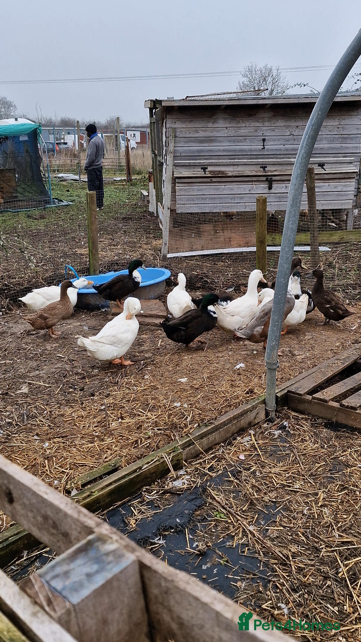 Ducks poultry 8 ducks for sale - Advert 1