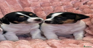 Jack Russell dogs - Advert 3