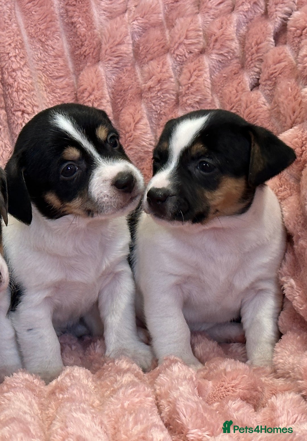 Jack Russell dogs for sale: Quality litter of beautiful Jack Russell puppies  - Image 2