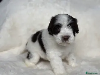 Miniature Schnauzer dogs 🌟KC Chocolate & Black & White Mini Schnauzer - Advert 4