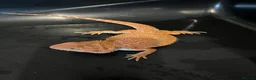 Bearded Dragon reptiles for sale: Red hypo baby bearded dragons  - Advert 4