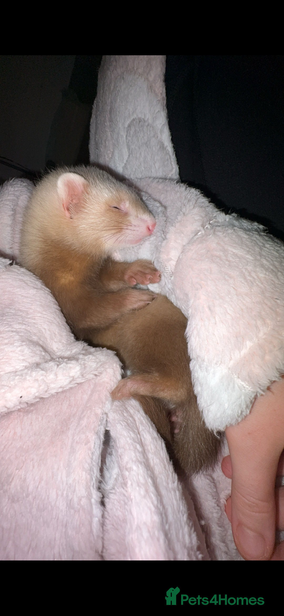 Ferret rodents for sale: 2 Ferret Jills 4 months old  - Advert 8