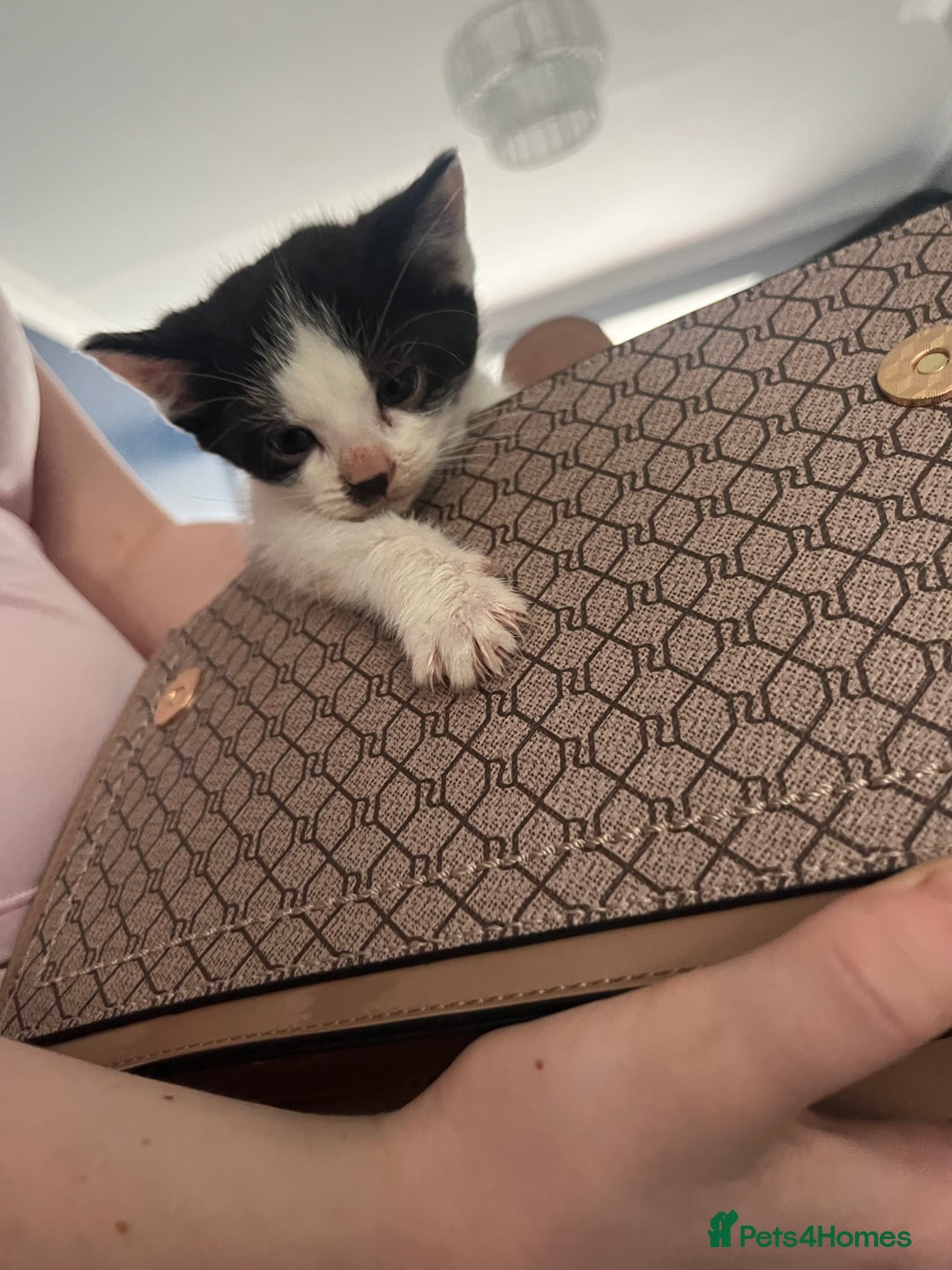 Domestic Shorthair cats for sale: One beautiful girl ready for her new home - Image 2