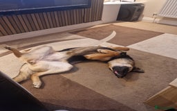 Mixed Breed dogs for sale: Newzealand shepherd  - Image 6