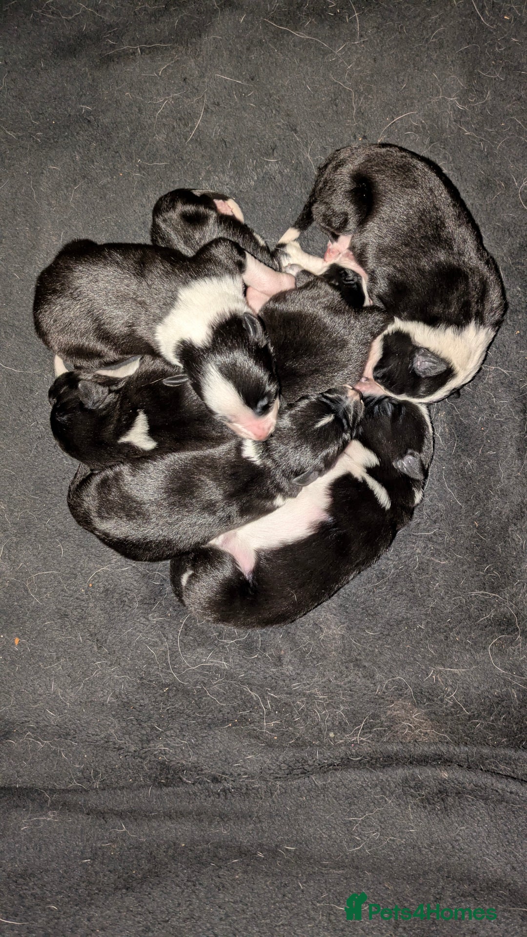 Border Collie dogs for sale: Three border collie pups for sale. - Advert 2
