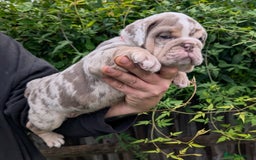 English Bulldog dogs for sale: English Bulldog Puppies  - Advert 30