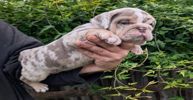 English Bulldog dogs English Bulldog Puppies  - Advert 12