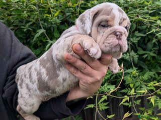 English Bulldog dogs English Bulldog Puppies - Advert 3
